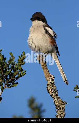 Female Fiscal Shrike bird Stock Photo