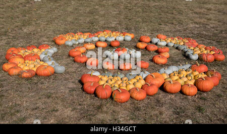 Autumn Halloween decoration. Various type and color of pumpkins as collection arranged on ground as ornament pleasing fall outdo Stock Photo