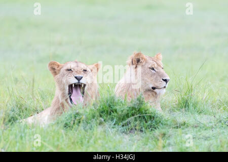 Two young male lions (Panthera leo) lying down together, Maasai Mara national reserve, Kenya Stock Photo