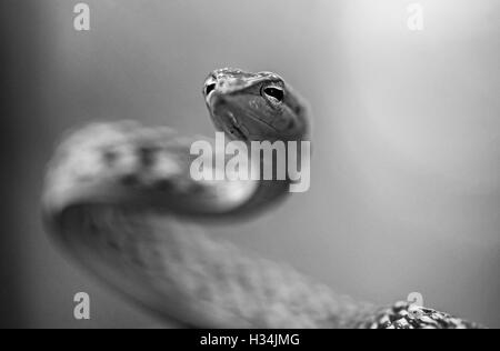 The image of Green Whip Snake( Hierophis viridiflavus)  at matheran, Maharashtra, India Stock Photo