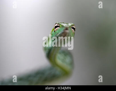 The image of  Green Whip Snake( Hierophis viridiflavus)  at matheran, Maharashtra, India Stock Photo