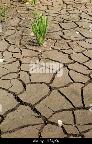 Indonesia, Bali, Lovina, Anturan, rice struggling to grow in cracked parched agricultural land needing irrigation Stock Photo