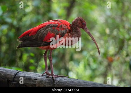 Scarlet Ibis in Birds of Eden Aviary and Sanctuary, Plettenberg Bay, South Africa Stock Photo