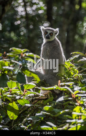 Ring-tailed Lemur in a Tree, Monkeyland Primate Sanctuary, Plettenberg Bay, South Africa Stock Photo