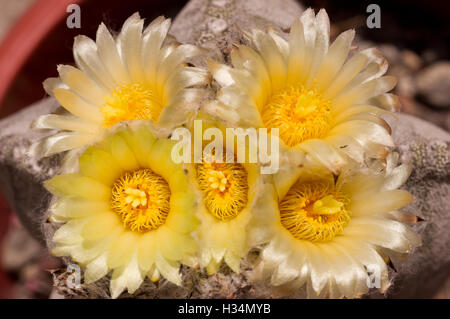 Astrophytum myriostigma (Bishop's Cap Cactus) flower Stock Photo