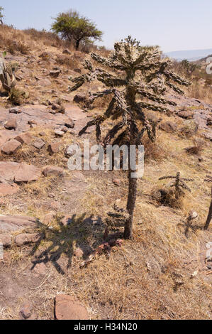 Wild Cylindropuntia imbricata (cane cholla) growing in central Mexico Stock Photo