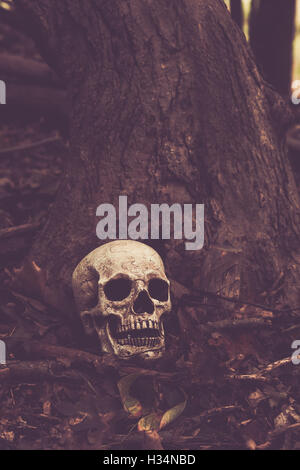 A skull sits on the ground in the middle of the woods. Stock Photo