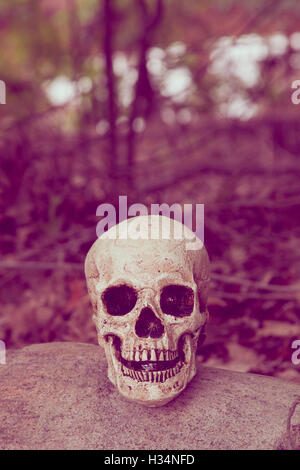 A skull sits on the ground in the middle of the woods. Stock Photo