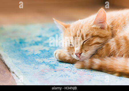Close View Of Red Tabby Mixed Breed Short-Haired Domestic Young Cat, Sleeping Curled Up On Blue Mat On Floor. Stock Photo