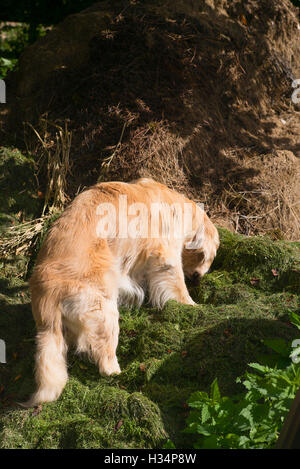 Golden retriever dog foraging new compost and decomposing grass cuttings on a compost heapu Stock Photo