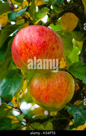 Apples Howgate wonder hanging on tree in autumn prior to harvesting Stock Photo