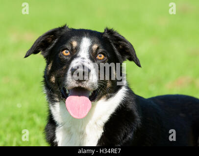 Tri-colour Border Collie portrait (male) Stock Photo