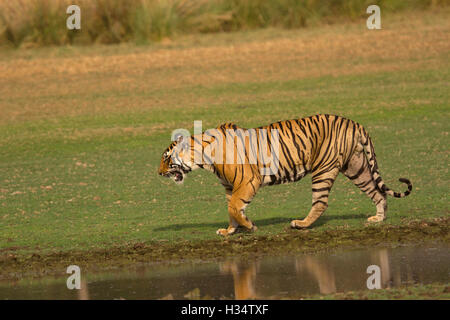 Tiger, Panthera tigris tigris, Pacman, Ranthambhore Tiger Reserve Rajasthan, India Stock Photo