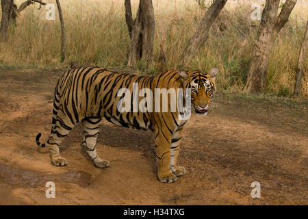 Tiger, Panthera tigris tigris, Pacman, Ranthambhore Tiger Reserve Rajasthan, India Stock Photo