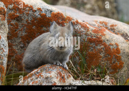 Large eared Pika, Ochotona macrotis., Khardung village, Jammu and Kashmir, India Stock Photo