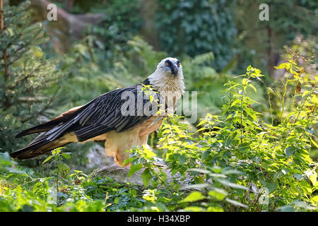 Bearded vulture - Gypaetus barbatus in the wild Stock Photo
