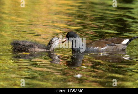 Melton Mowbray, UK. 5th October, 2016. Cool dry day with winds, autumn colours a child feeds the wetland wilflife, friends walk in the park, Moore hen feeds her young brigh coloured bug feeds. Credit:  Clifford Norton/Alamy Live News Stock Photo