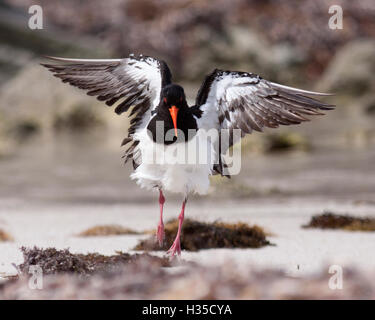 Australian Pied Oystercatcher (Haematopus longirostris) stretching its wings after bathing in the ocean Stock Photo