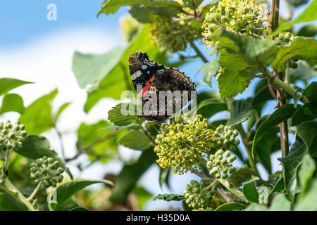 Underside of red admiral butterfly (Vanessa atalanta) feeding on ivy flowers Stock Photo