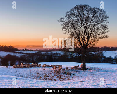 A herd of sheep grazing in the winter snow near Delamere Forest, Cheshire, England, UK Stock Photo