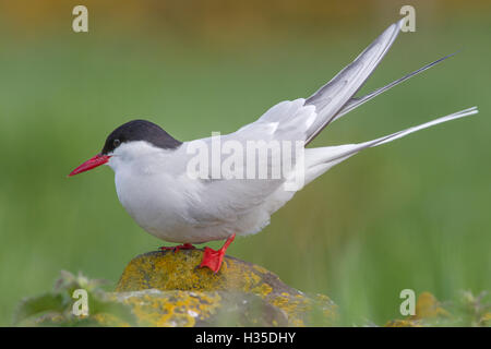 Arctic tern (Sterna paradisaea)perched on a rock on the Farne Islands, Northumberland, England, UK