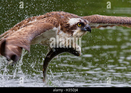 Osprey (Pandion haliaetus) flying low above the water with a freshly caught fish in its grasp, Pirkanmaa, Finland Stock Photo