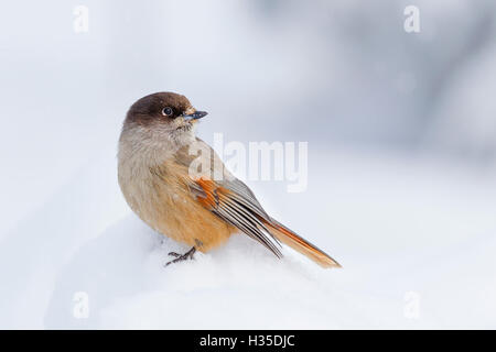 Siberian jay (Perisoreus infaustus) in the snow in the Taiga Forest, Finland Stock Photo