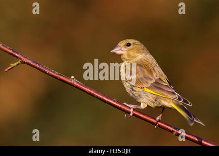 Greenfinch (Carduelis chloris) perched on a dogwood branch in a garden, Cheshire, England, UK Stock Photo