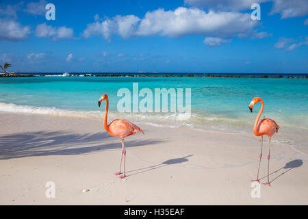 Flamingos on Flamingo beach, Renaissance Island, Oranjestad, Aruba, Lesser Antilles, Netherlands Antilles, Caribbean Stock Photo
