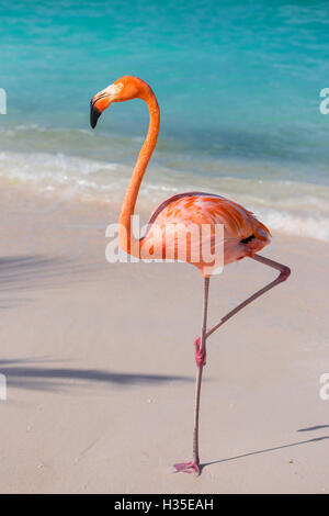 Flamingo on Flamingo beach, Renaissance Island, Oranjestad, Aruba, Lesser Antilles, Netherlands Antilles, Caribbean Stock Photo