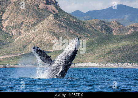 Adult humpback whale (Megaptera novaeangliae), breaching in the shallow waters of Cabo Pulmo, Baja California Sur, Mexico Stock Photo