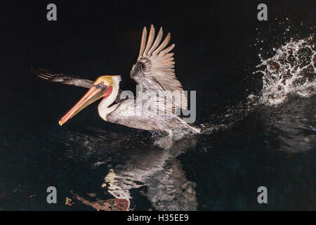An adult brown pelican (Pelecanus occidentalis) at night near Isla Santa Catalina, Baja California Sur, Mexico Stock Photo