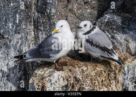 Adult and juvenile black-legged kittiwakes (Rissa tridactyla) nesting near Stykkishholmur on the Snaefellsnes Peninsula, Iceland Stock Photo
