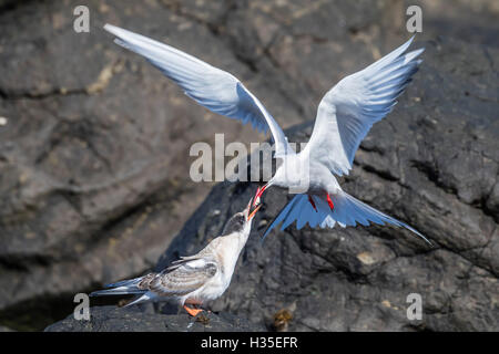 Adult Arctic tern (Sterna paradisaea) returning from the sea with fish for its chick on Flatey Island, Iceland, Polar Regions Stock Photo