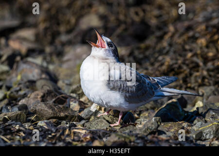 Arctic tern chick (Sterna paradisaea), calling for food from its parent on Flatey Island, Iceland, Polar Regions Stock Photo