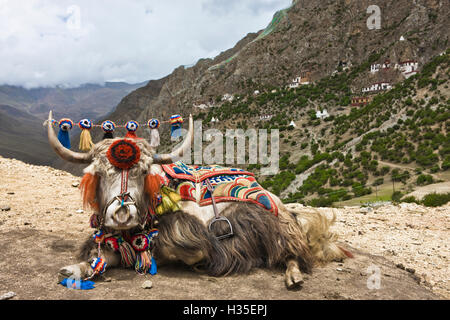 Yak in Drak Yerpa, Tibet, China Stock Photo