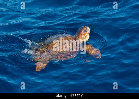 Juvenile loggerhead turtle (Caretta caretta) swimming with head raised above the sea surface, Senegal, West Africa, Africa Stock Photo