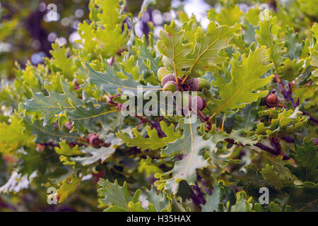 Acorns growing on oak tree, Orpierre, Savoie, France Stock Photo