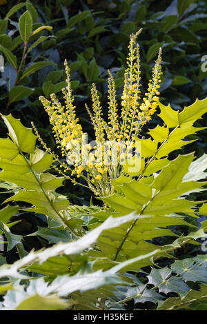 Autumn flower spikes of the hardy evergreen shrub, Mahonia x media 'Lionel Fortescue' Stock Photo