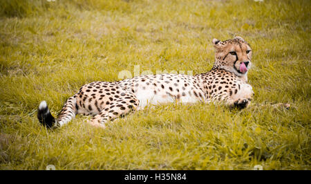 Horizontal close up view of a South African Cheetah. Stock Photo