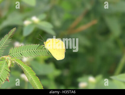 Yellow Clouded Sulphur Butterfly, Colias euxanthe, sitting on a bush branch Stock Photo