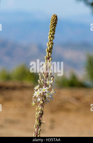 Drimia maritima, sea squill, sea onion, plant in flower, Andalusia, Spain. Stock Photo