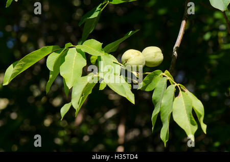 Walnuts  growing on tree in Spain. Southern Europe Stock Photo