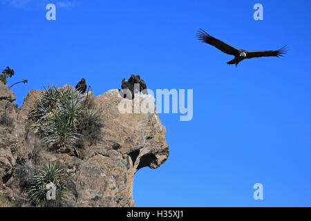 An andean condor is flying overlooking some others sitting on a rock. Colca canyon - one of the deepest canyons in the world, ne Stock Photo