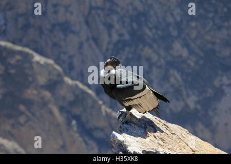 A nice male adult condor sitting close on a rock. Colca canyon - one of the deepest canyons in the world, near the city of Arequ Stock Photo