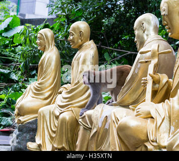 Wild rhesus macaque among statues at 10,000 Buddhas Monastery in Hong Kong Stock Photo