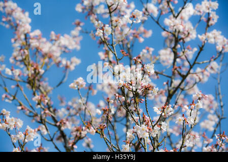 Soft white and pink blossom an ornamental cherry tree. Stock Photo
