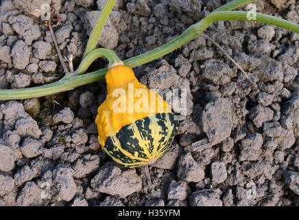 Yellow and green bumpy ornamental gourd growing on a long vine Stock Photo