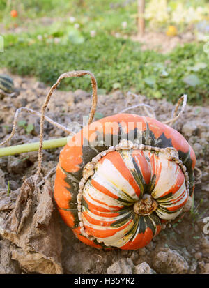 Turban squash growing on the vine; grass and vegetable beds of allotment beyond Stock Photo