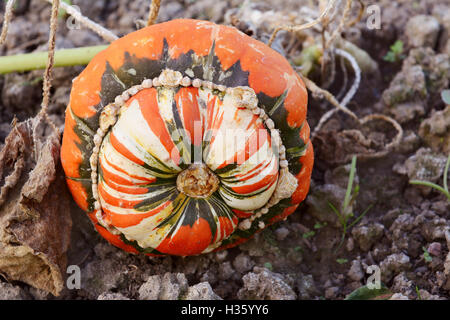 Turks Turban squash growing on the vine in a vegetable garden with distinctive green, white and orange markings on the gourd Stock Photo